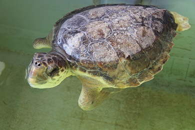 franklinpersito